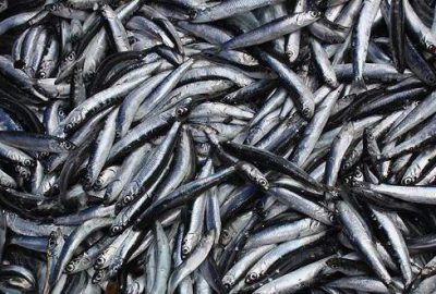 Hamsinin fiyatı 5 liraya düştü