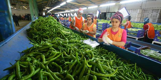 Yenişehir 65 bin ton biber üretimi yaptı