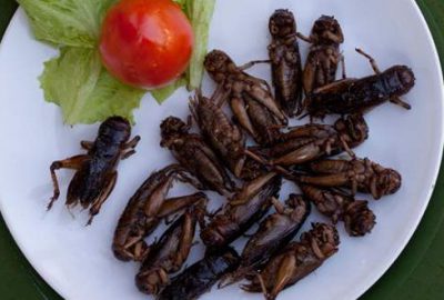 Hollanda hükümeti: Daha çok böcek yiyin