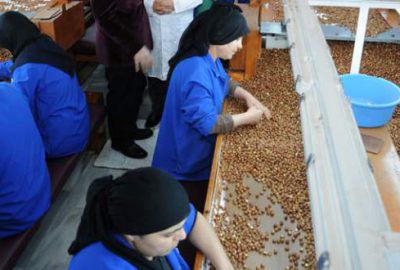 Fındık ihracatı arttı