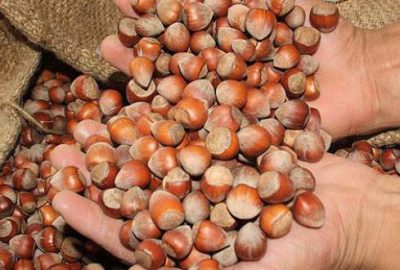 Fındık fiyatı yükselişini sürdürüyor