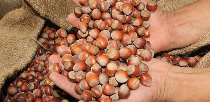 Fındık fiyatı yükselişini sürdürüyor