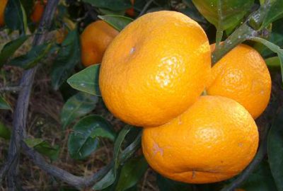 Mandalina zamlanacak