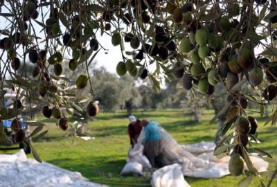 Zeytin üreticisi fiyattan memnun