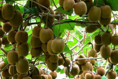 Kivi kapışılıyor