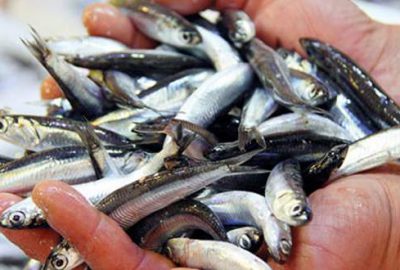 Karadeniz’de 50 kuruş büyükşehirde 10 lira