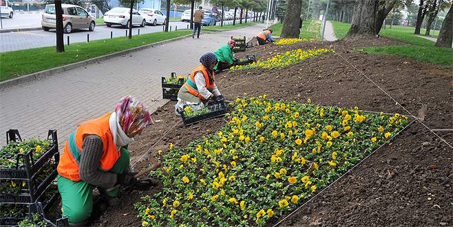 Osmangazi kışın çiçek açacak