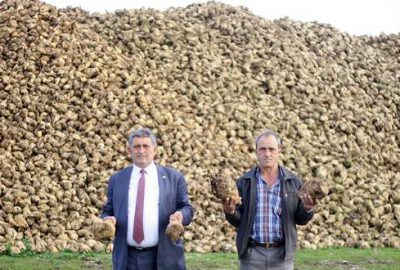 Pancar yüzleri güldürdü