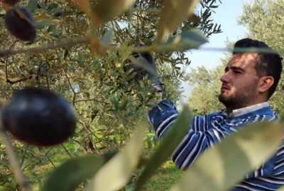 Zeytin hasadı tam gaz