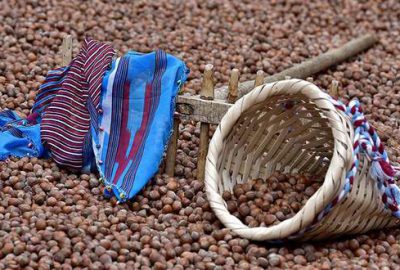 Fındıkta fiyat artışı sürüyor