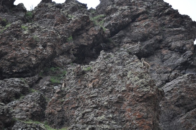 Vadilere İnen Dağ Keçileri Avcıların Hedefinde