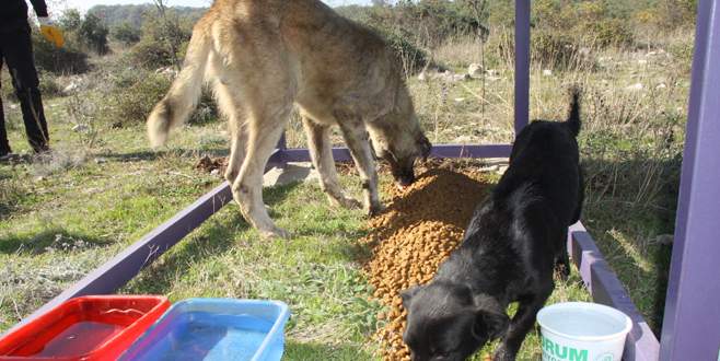 Sokak hayvanlarına beslenme odağı