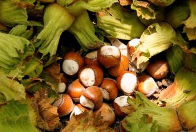 Fındık gen mirası korunuyor