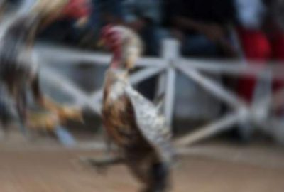 Horoz dövüşünde silahlı grup dehşet saçtı!