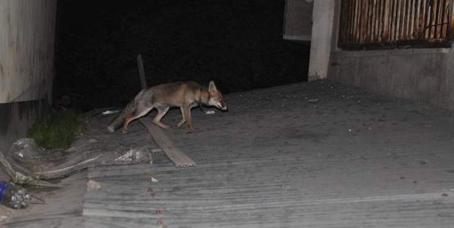 Apartman bahçesinde tilki operasyonu