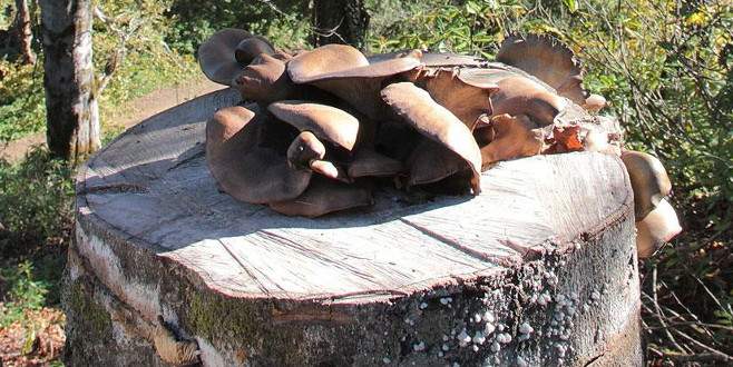 Kütüklerde istiridye mantarı yetiştiriyorlar