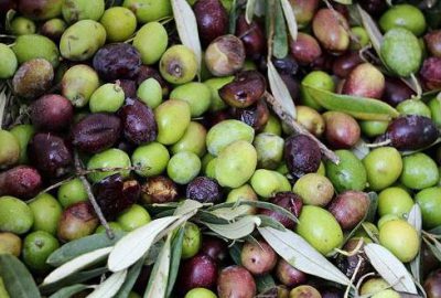 Zeytinyağı üreticisini sevindirdi, tüketicisini üzdü