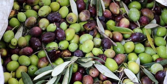 Zeytinyağı üreticisini sevindirdi, tüketicisini üzdü
