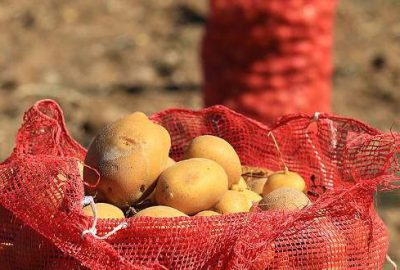 ‘Patates bu yıl bol ve ucuz olacak’