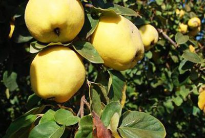 Ayva üretiminde Bursa ikinci sırada