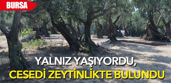 Yalnız yaşayan adamın cesedi zeytinlikte bulundu