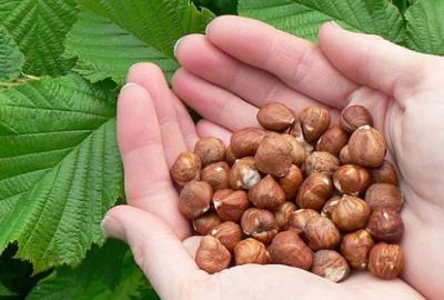 Fındık üreticilerine ödeme yapılacak