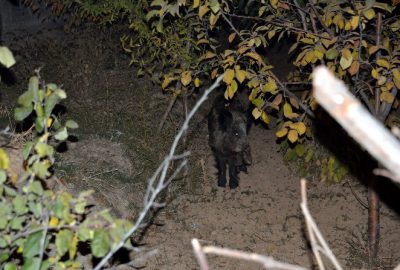 Konya Karatay’a Yaban Domuzu İndi