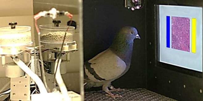 Kanserde ‘güvercin’ mucizesi