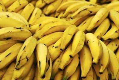 Muz üretiminde rekor beklentisi