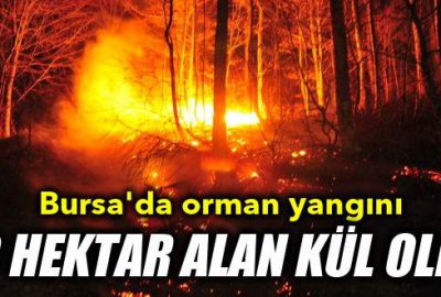 Bursa’da orman yangını: 40 hektar alan kül oldu