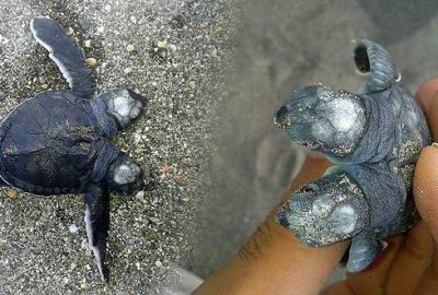 Çift başlı deniz kamlumbağası yavrusu şaşırttı