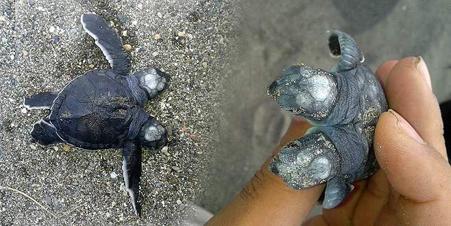 Çift başlı deniz kamlumbağası yavrusu şaşırttı Çift başlı deniz kamlumbağası yavrusu şaşırttı