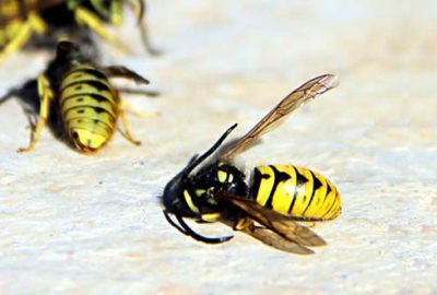 Aç kalan eşek arıları, binlerce bal arısını telef etti