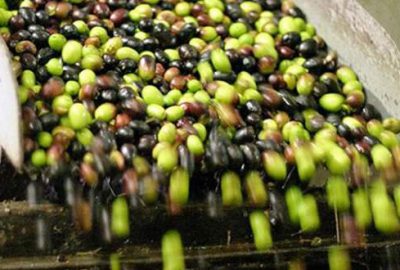 Zeytin üretiminde düşüş bekleniyor