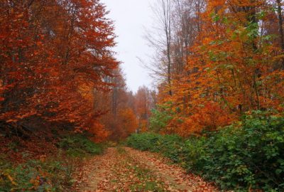 Uludağ’da sonbahar göz kamaştırıyor