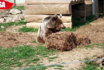 Yaralı yaban hayvanların tedavisinde yeni protokol