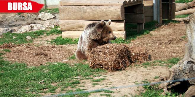 Yaralı yaban hayvanların tedavisinde yeni protokol