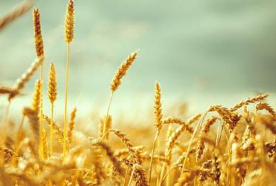 Makarnalık buğday üretiminde Türkiye 4. sırada