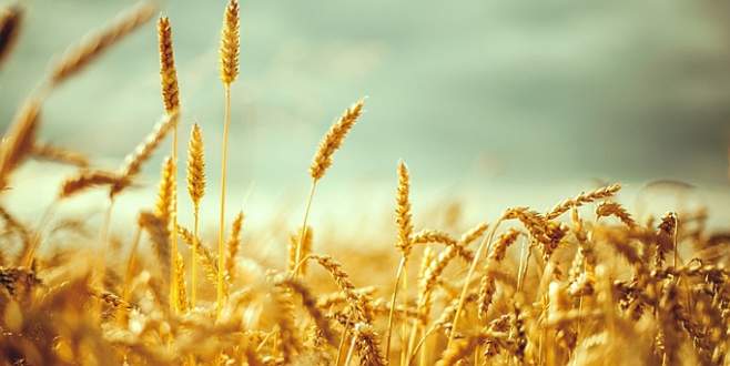 Makarnalık buğday üretiminde Türkiye 4. sırada