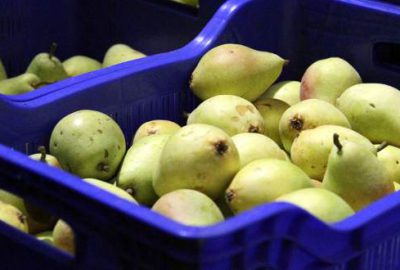 Bursalı meyve üreticisi endişeli