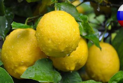 Limon hariç her şey yasak!