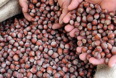 Türkiye’nin fındık ihracatı arttı