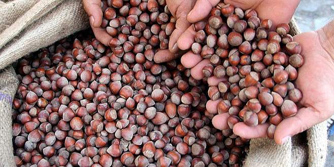 Türkiye’nin fındık ihracatı arttı