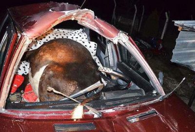 Otomobil ineğe çarptı: 2 yaralı