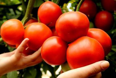 Kasımda zam şampiyonu domates