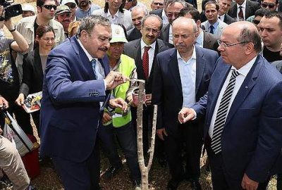 Yabani zeytinler aşılanarak ekonomiye kazandırılıyor