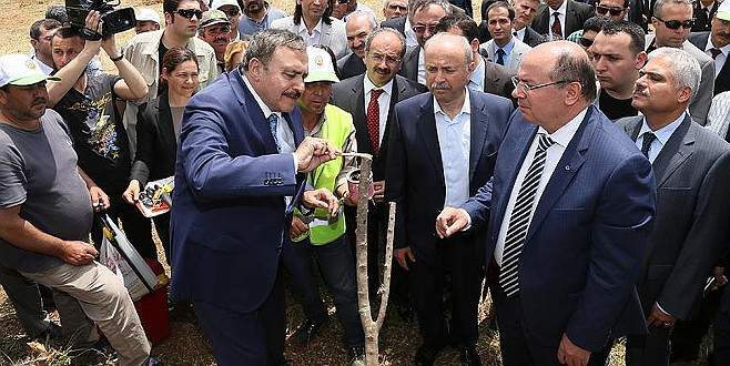 Yabani zeytinler aşılanarak ekonomiye kazandırılıyor