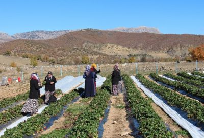 Kasım Ayında Çilek Hasadı