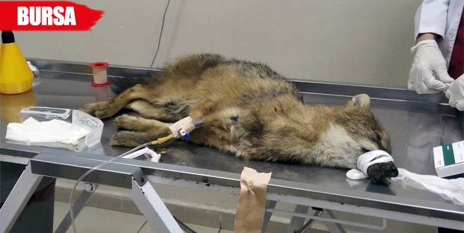 Trafik kazasında yaralanan çakala üniversitede ameliyat