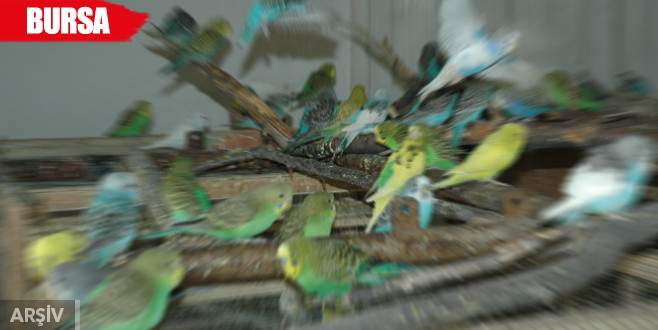 Onlarca muhabbet kuşunun üzücü sonu